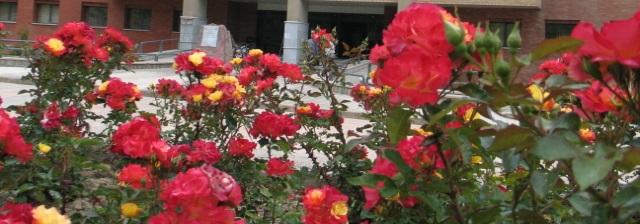 فضای سبز